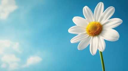 Single white daisy with yellow center on light blue background, copy space