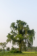 Majestic Old Village Tree: Solitary Giant in Rural Landscape 4K HD