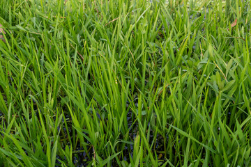 Macro Green Grass Texture: Detailed Nature Background 4K HD