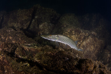 The northern pike hides in ambush, waiting for its prey to come within range. A huge pike was seen...
