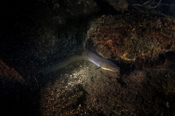 European eel is hiding at the bottom.  A fish that looks like a snake. Ell is looking for food on the bottom during the night dive.

