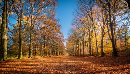 Fototapeta premium a serene forest path lined with trees and fallen leaves under a clear blue sky