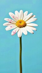 Stunning White Daisy Against Vibrant Blue Background: Pink Petals and Yellow Center. A single white flower with pink spots against a blue background.