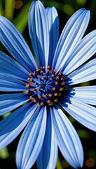 Close-up reveals the mesmerizing beauty of a blue daisy, showcasing its delicate petals and vibrant yellow stamen