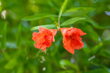 Fototapeta premium Pomegranate flowers on a green background. Shallow depth of field.