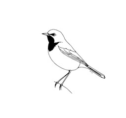 Black-and-White Bird Illustration: A charming line art drawing depicts a small bird perched on a branch, showcasing its delicate features and elegant posture against a clean white background.
