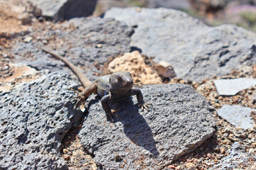 A lizard basking on sunlit rocks, blending with its surroundings in a natural desert setting. The arid landscape adds to the serene and wild atmosphere, embodying the beauty of nature.
