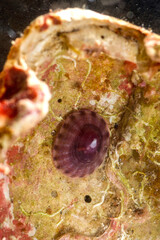 White Tortoiseshell Limpet (Tectura virginea aka Acmaea virginea), Gastropod. Sardinia, mediterranean sea, Italy