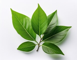Obraz premium single branch of vibrant green foliage against a white isolated background ideal for nature themed compositions and botanical designs