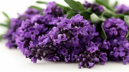 Purple lavender bunch blooms on white background