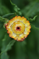 Gelbe Strohblume im Garten