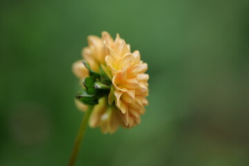 Gelbe Dahlie von der Seite