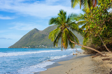 Tropical Beach with Palm Swing and Mountain View at Diamond Beach, Martinique, French Caribbean