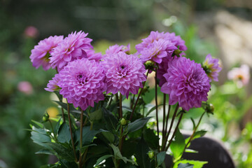 Obraz premium Dahlien in meinem Garten