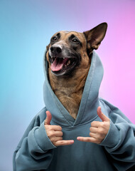 A smiling Malinois dog dressed in a blue hoodie spreads its hands wide in a cheerful pose, against...