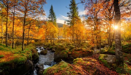 vibrant autumn trees in the forest of norway basking in bright sunlight