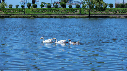 Four geese glide peacefully across a blue urban lake with lush greenery and people walking on the opposite bank under a sunny sky. A tranquil moment blending wildlife and city life.