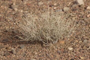 desert plant close up