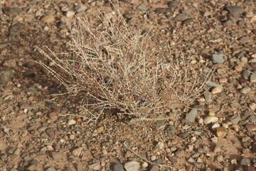 desert plant close up