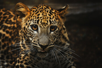 Ceylon leopard (Panthera pardus kotiya) detail portrait