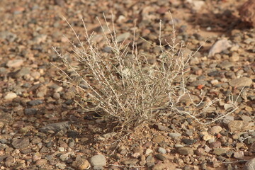 desert plant close up
