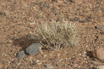 desert plant close up
