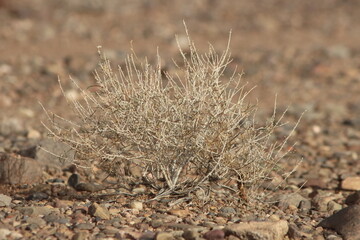 desert plant close up