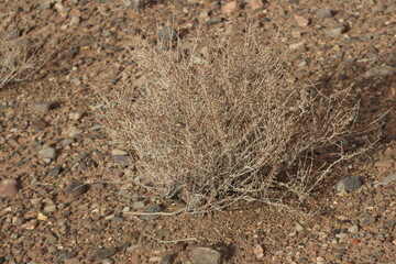 desert plant close up