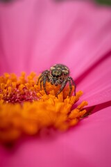 Macro Photo of Colorful Spider on Flower Petal with Pastel Bokeh Background