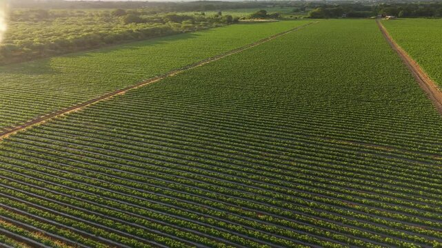 aereal view of a tomato farm in sunrise