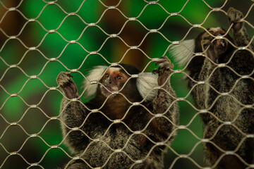 wild animal living in a zoo cage