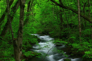 新緑の奥入瀬渓流