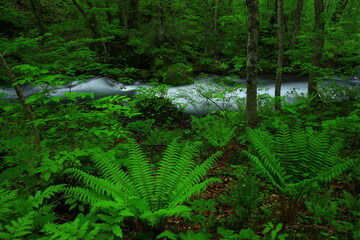 新緑の奥入瀬渓流