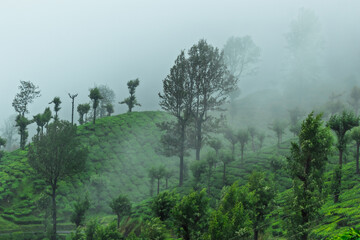 beautiful landscape scenery with green forest mountain tea farm in kerala western ghats