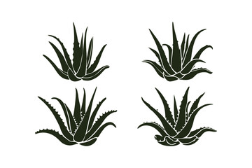 Fototapeta premium Dark green aloe vera plant silhouettes on a white background