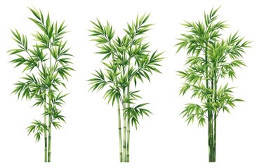 Obraz premium Illustration of three rich green bamboo plants isolated on white background. Features vibrant foliage, segmented stalks, delicate leaves, growth, wellness, serenity. Ideal for botanical designs, spa