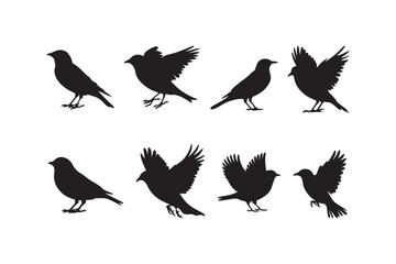 Collection of black bird silhouettes in various poses on white background