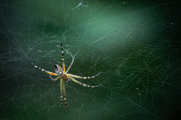 spider on a trapping web to catch the prey insects and flies