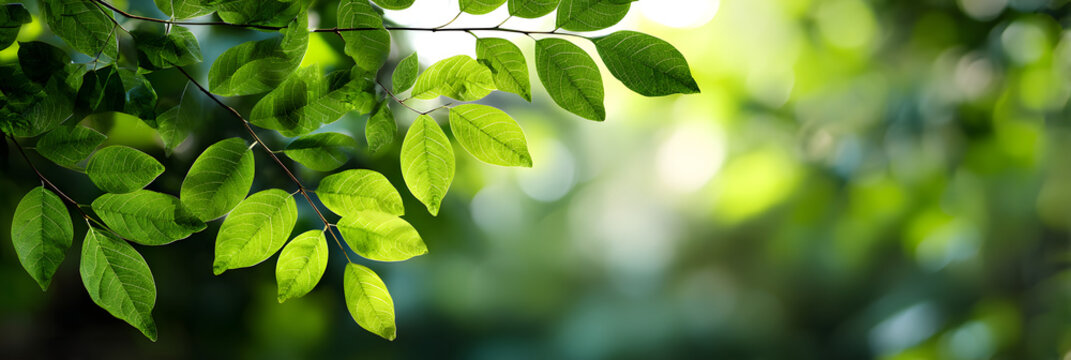 eco ecological green sustainable environmentally friendly business background banner with copy space, close up tree leaves in forest, concept of care for nature planet protection