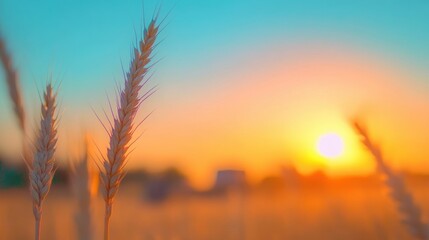 Fototapeta premium Golden wheat swaying gently against a vibrant sunset in the fields