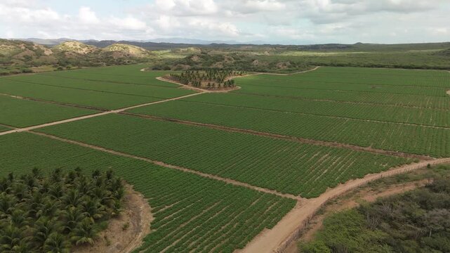 agricultura, finca de tomate