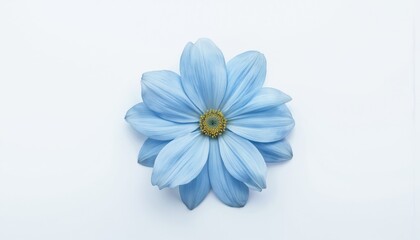 Obraz premium Single blue flower on white background. Centrally positioned yellow center. Bright blue petals, delicate, pure. Simple, clean, macro, close-up. Isolated on white, studio light, calm, serene.