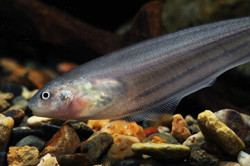 glass knifefish (Eigenmannia virescens) fish face close up
