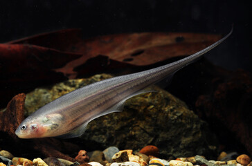glass knifefish (Eigenmannia virescens) in aquarium