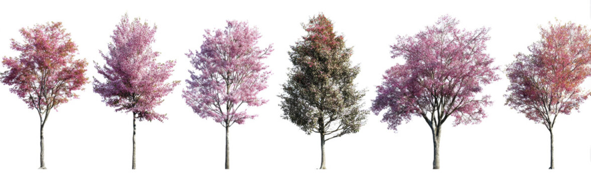 Isolated Magnolia liliiflora & Prunus persica in Bloom, PNG Cutout of Ornamental Street Trees