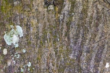 Fototapeta premium Natural Old Rustic Tree Trunk Texture: Weathered Bark 4K HD