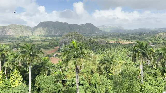 A lush landscape at Vinales National Park, Cuba  with palm trees and mountains, under a bright sky with a few clouds, tc01
