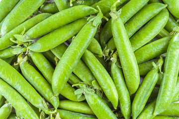 Macro, closeup background of fresh whole green pea pods arranged in random natural pattern. Vibrant green color and crisp texture suggest organic freshness and seasonal harvest. Healty food background