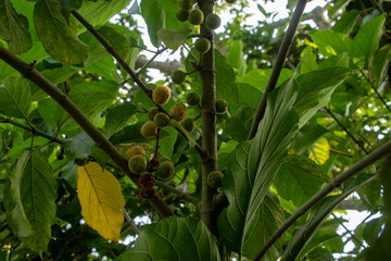 Wild Dumur Hairy Fig Fruits on Tree Branch 4K HD