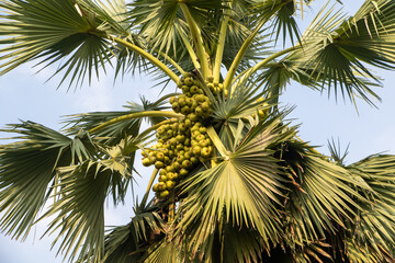 Lush palm tree with abundant fruits showcases nature's bounty under the light blue sky of a warm...